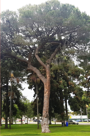 Italian Stone Pine 